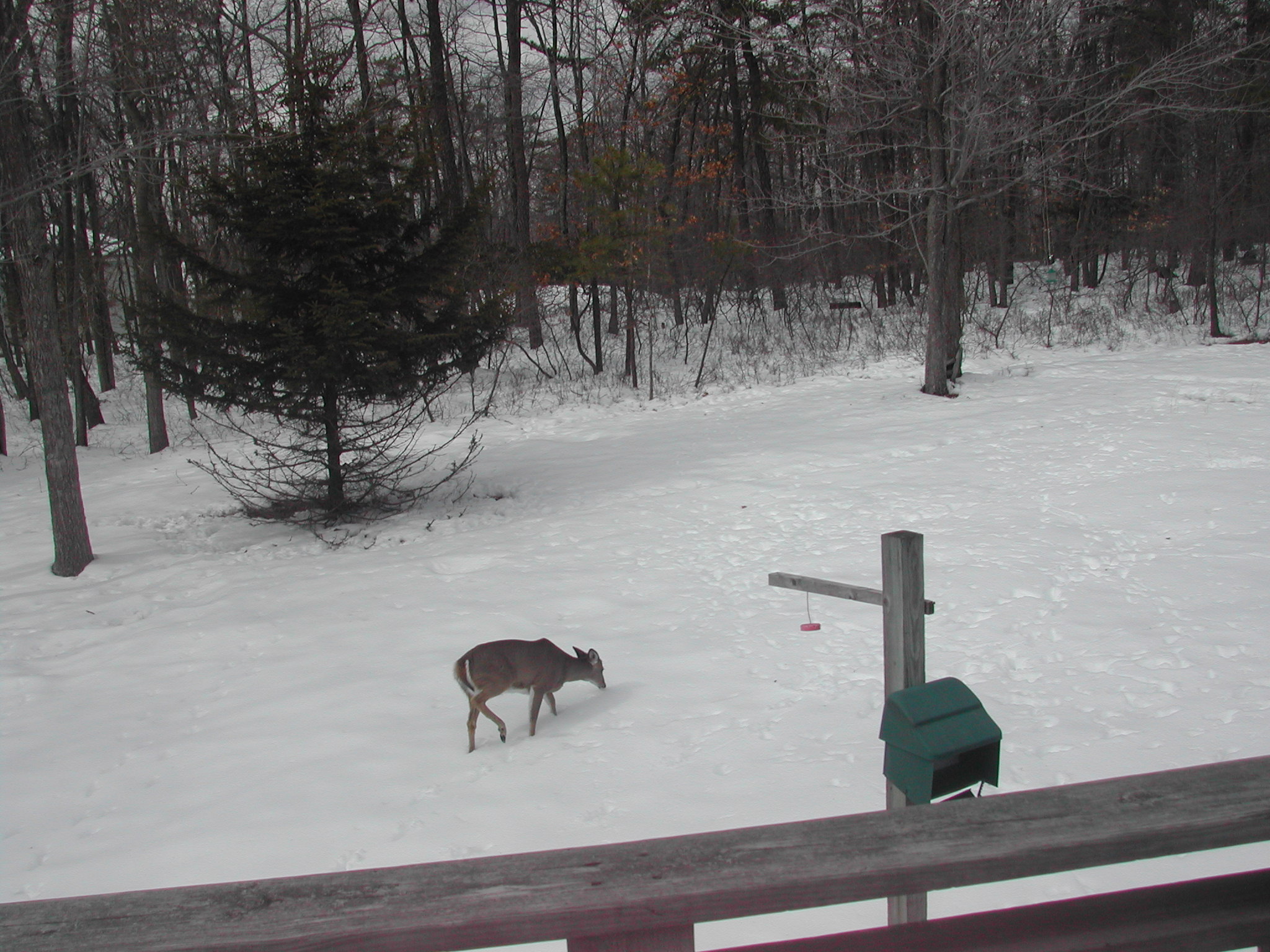 DSCN0243.JPG